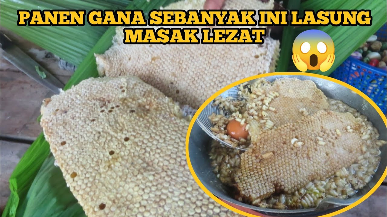 MIMPI APA SEMALAM DAPET GANA SEBANYAK INI😱|| PELAS GANA TERNGGUTEL
