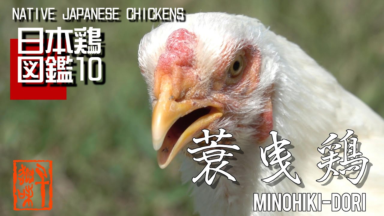 日本鶏図鑑10　蓑曳鶏　The World of Native Japanese Chickens