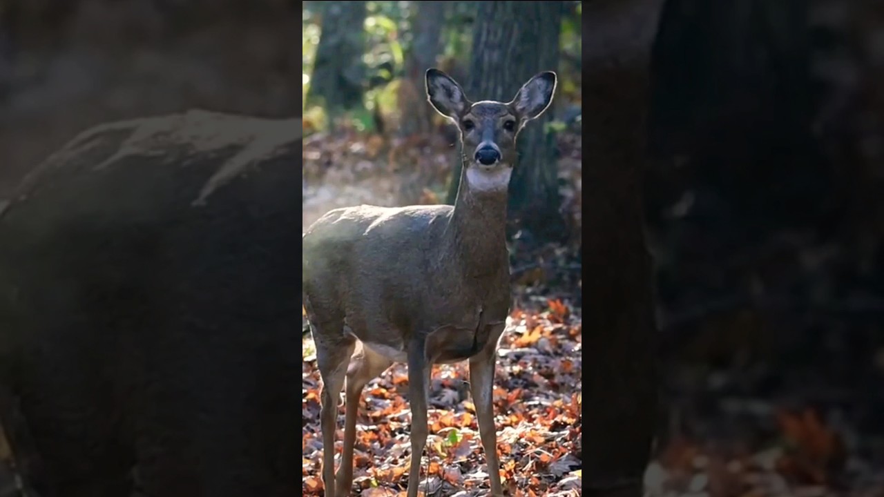 Roe deer facts | roe deer #deer #roedeer #nature #movie