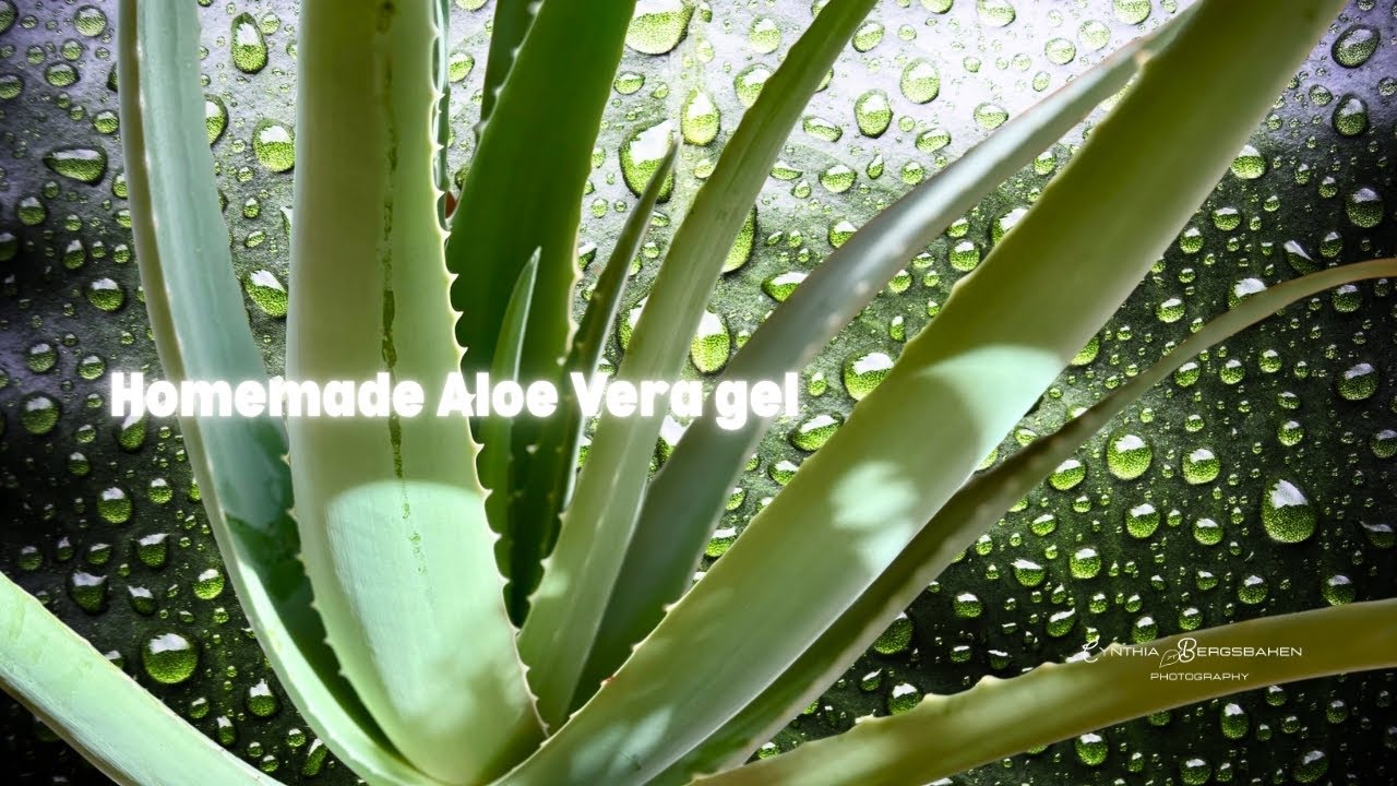 Making Your Own Aloe Vera Gel