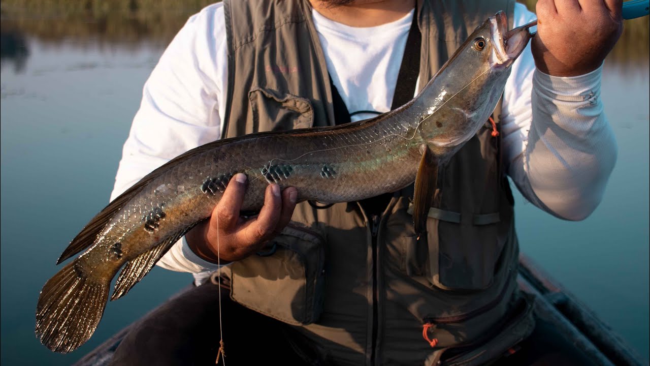 Snakehead fishing trip ! 