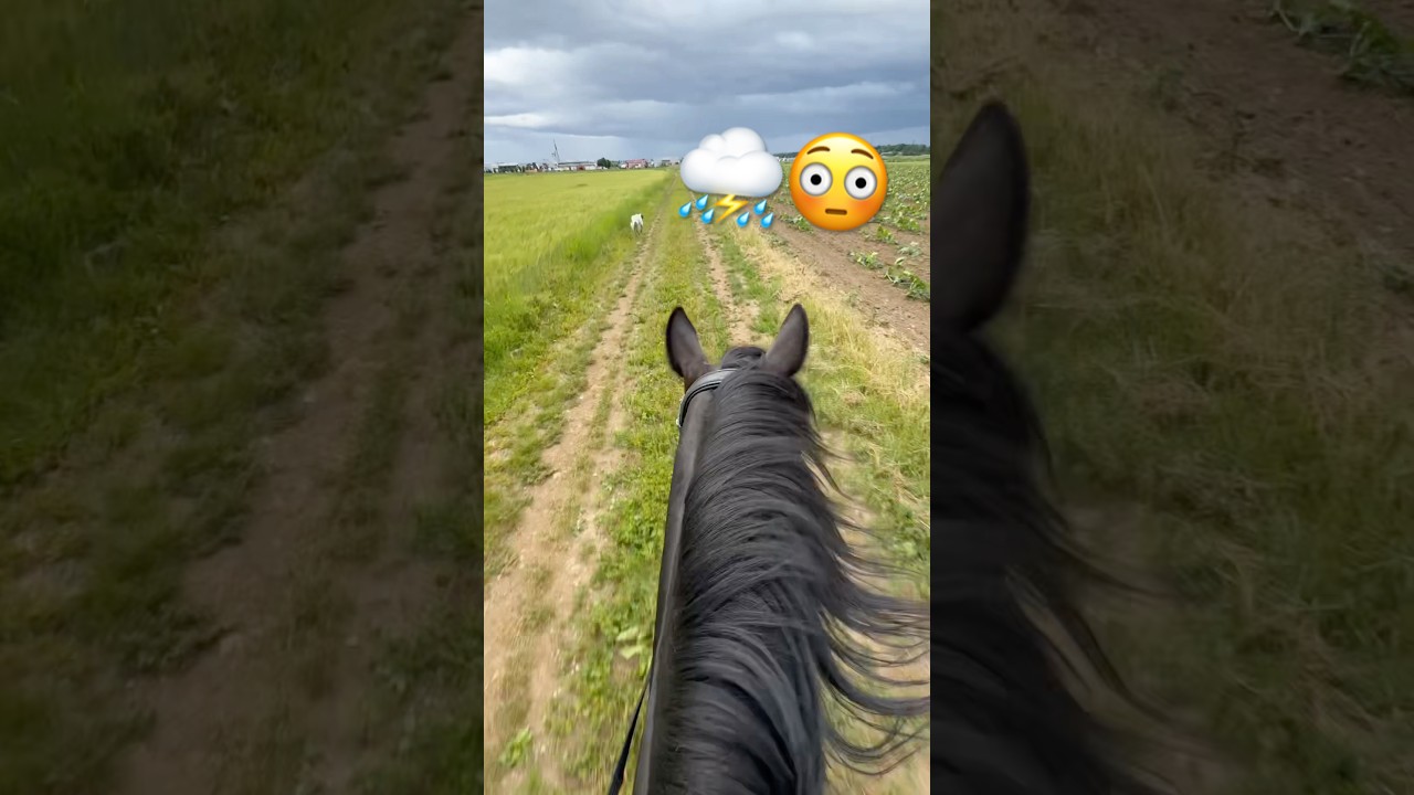 Ausritt im Gewitter 🫣 #shorts #ausreiten #pferd