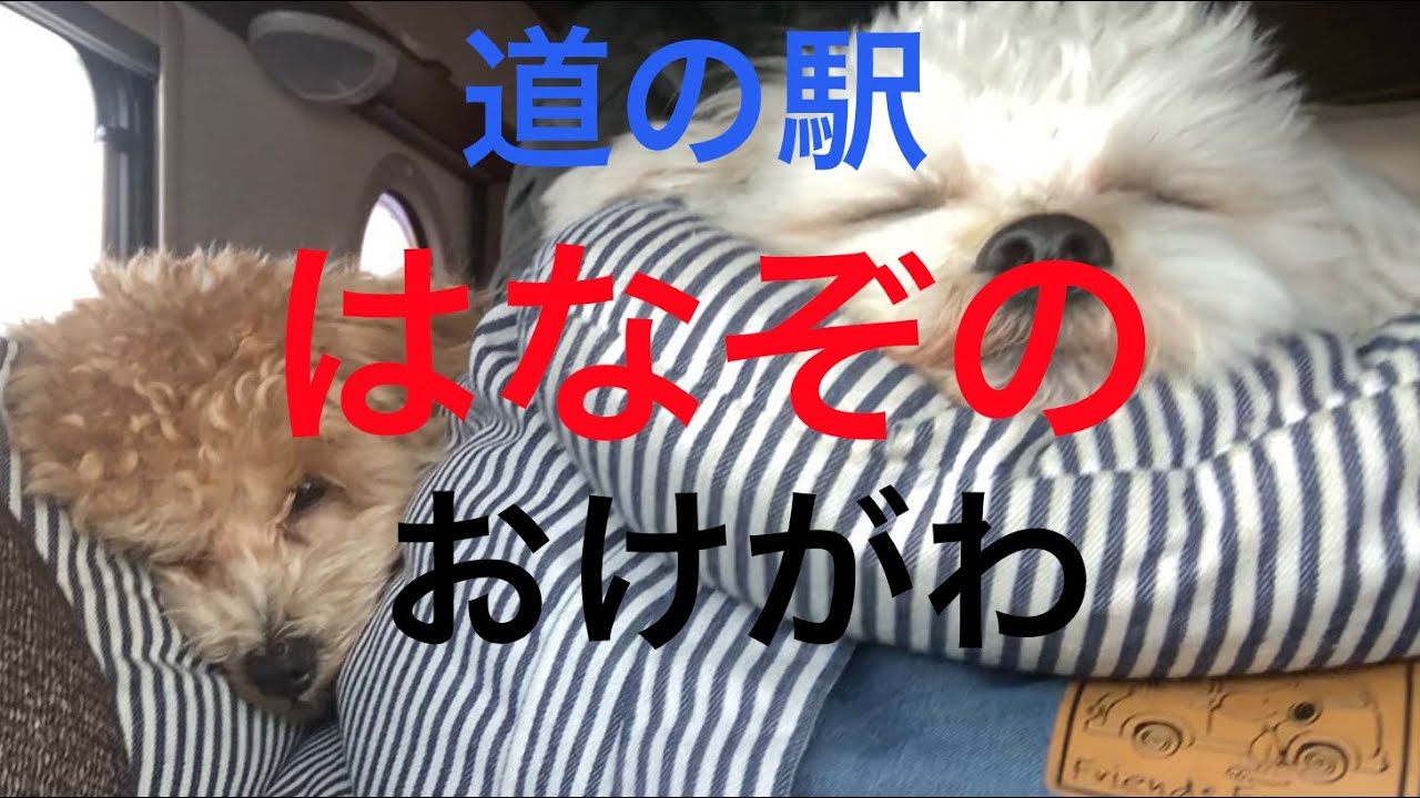 こんちゃん、まっちゃん(道の駅はなぞの、おけがわ)2026年3月3日