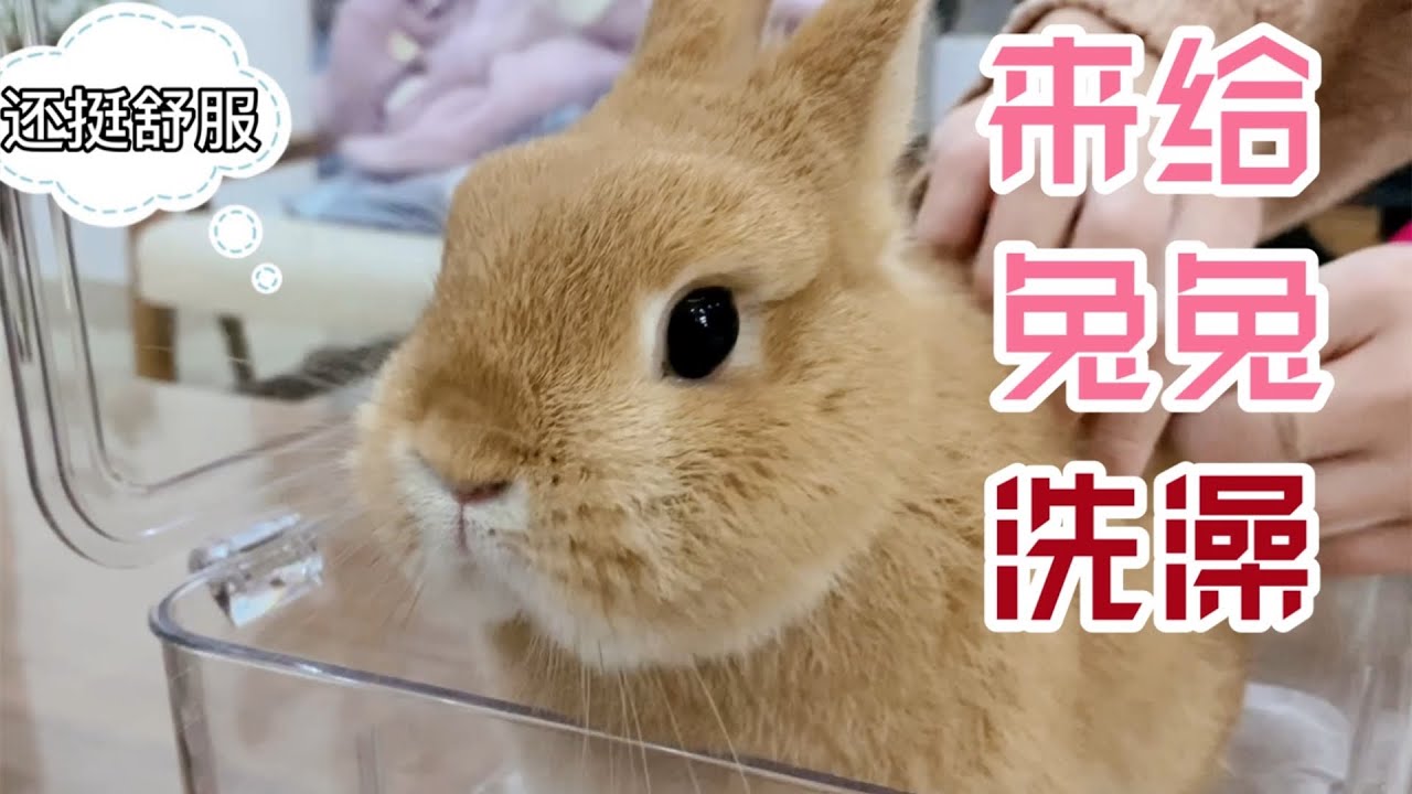 【小兔嗨嗨】一年一度的小兔子洗澡！