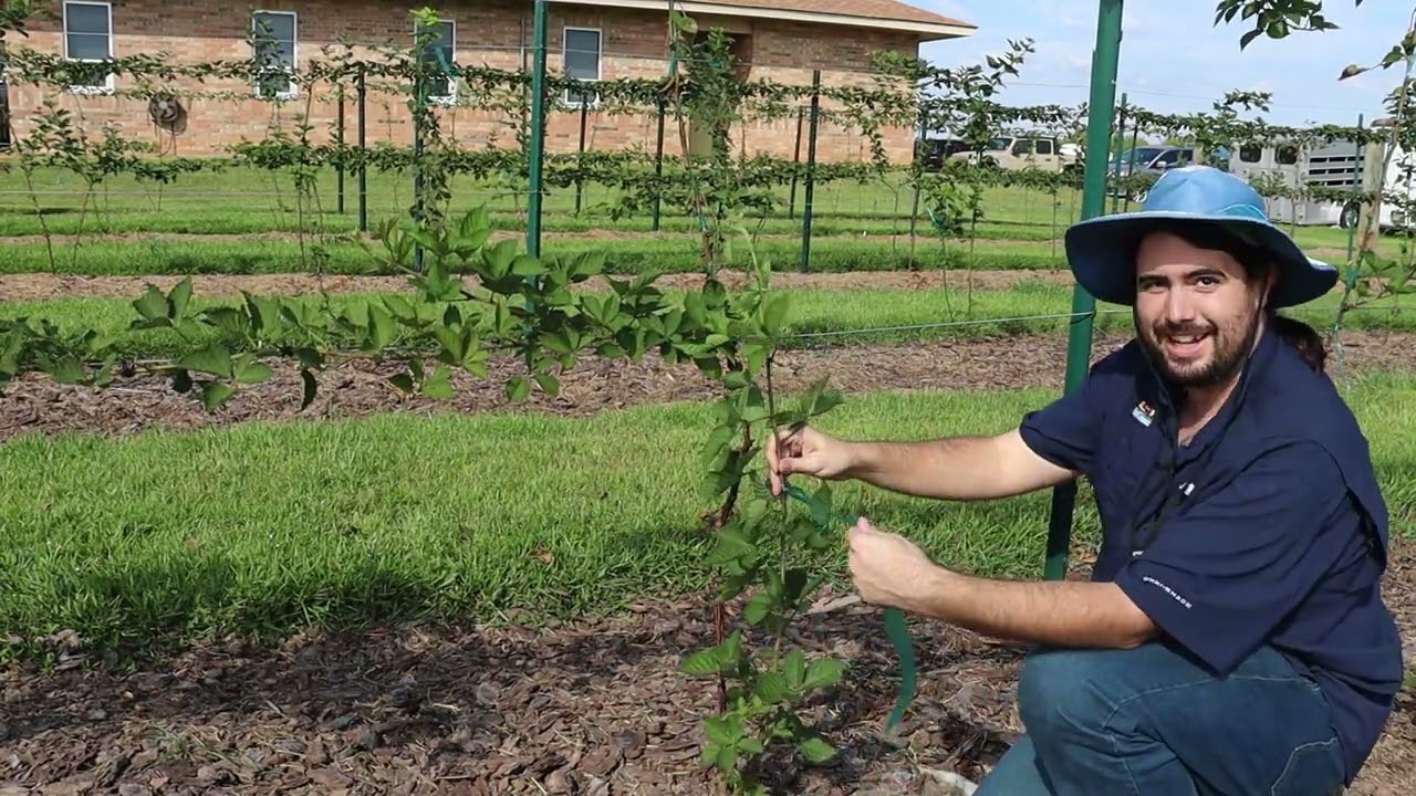 Blackberry Trellis Anchoring Methods