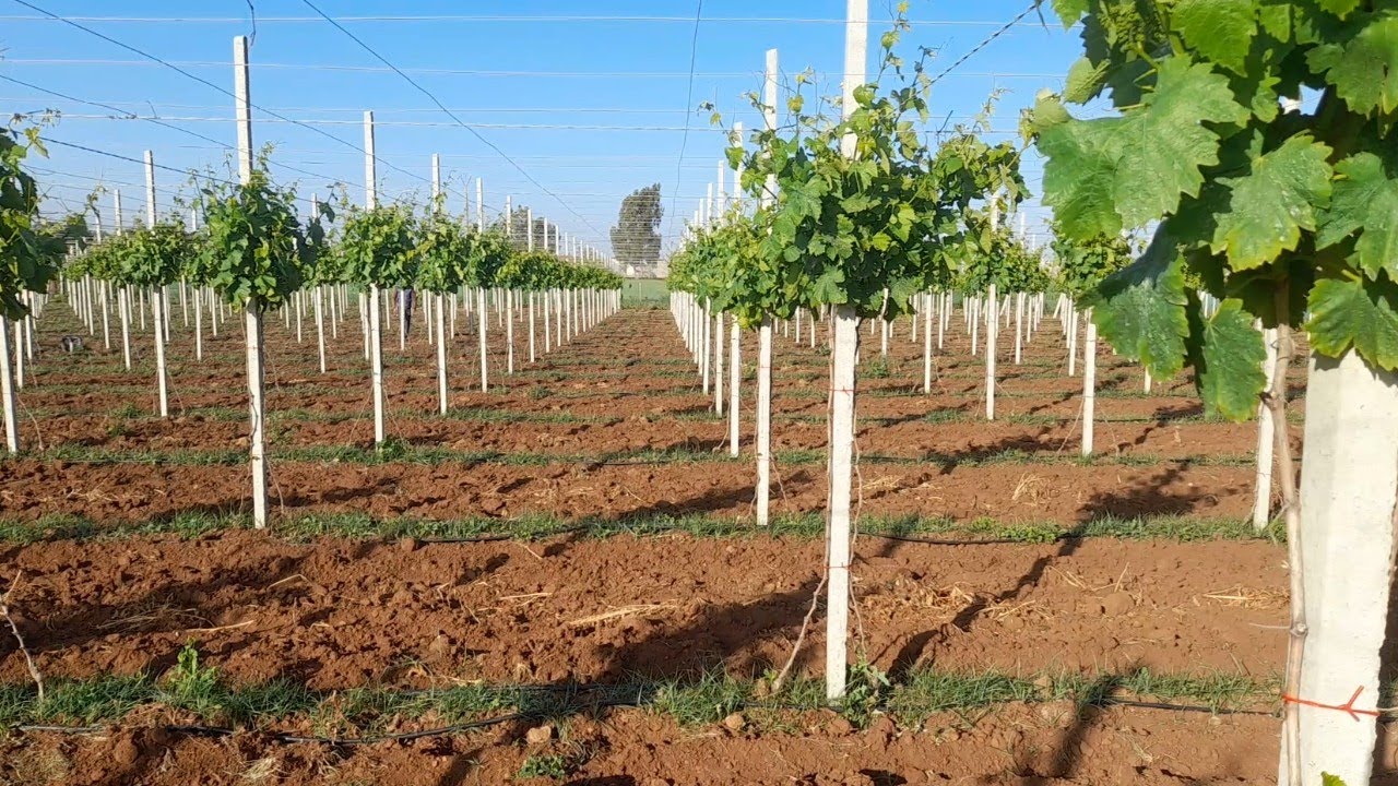 عنب موسكا اطاليا عمرو سنة وشهر مخدوم بطريقة برغولا غلة مليحة اللهم بارك