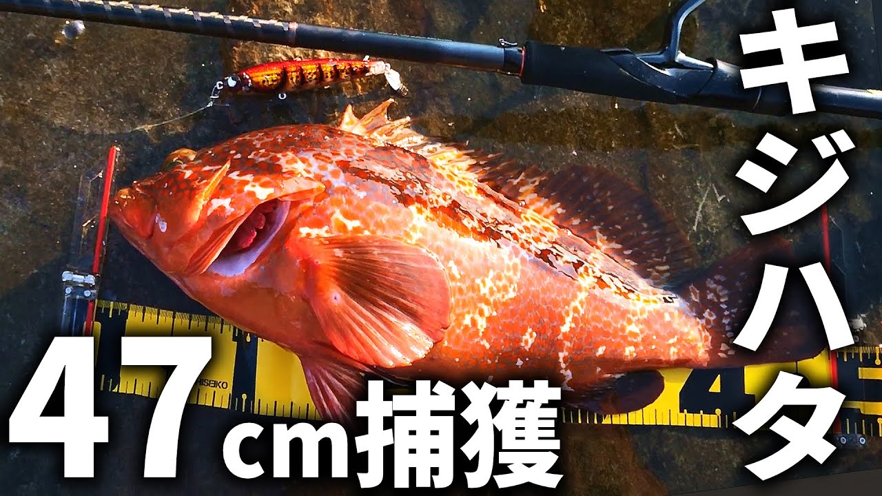 竿を絞り込む白熱ファイト。本気のキジハタ狙いで、チャンネル史上最大サイズを仕留めました。