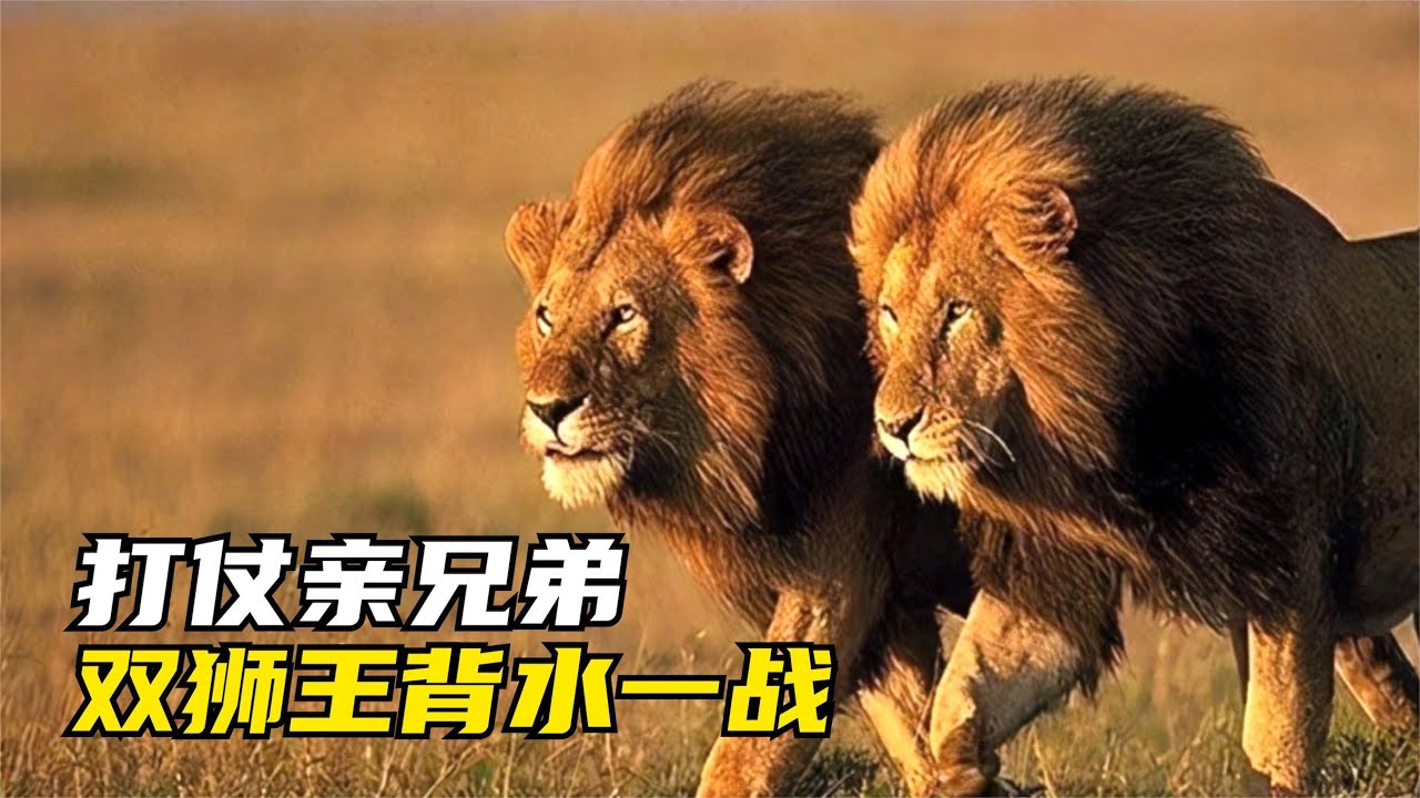 禍不單行：小獅子被鬣狗吃掉，三雄獅聯盟又突然殺來