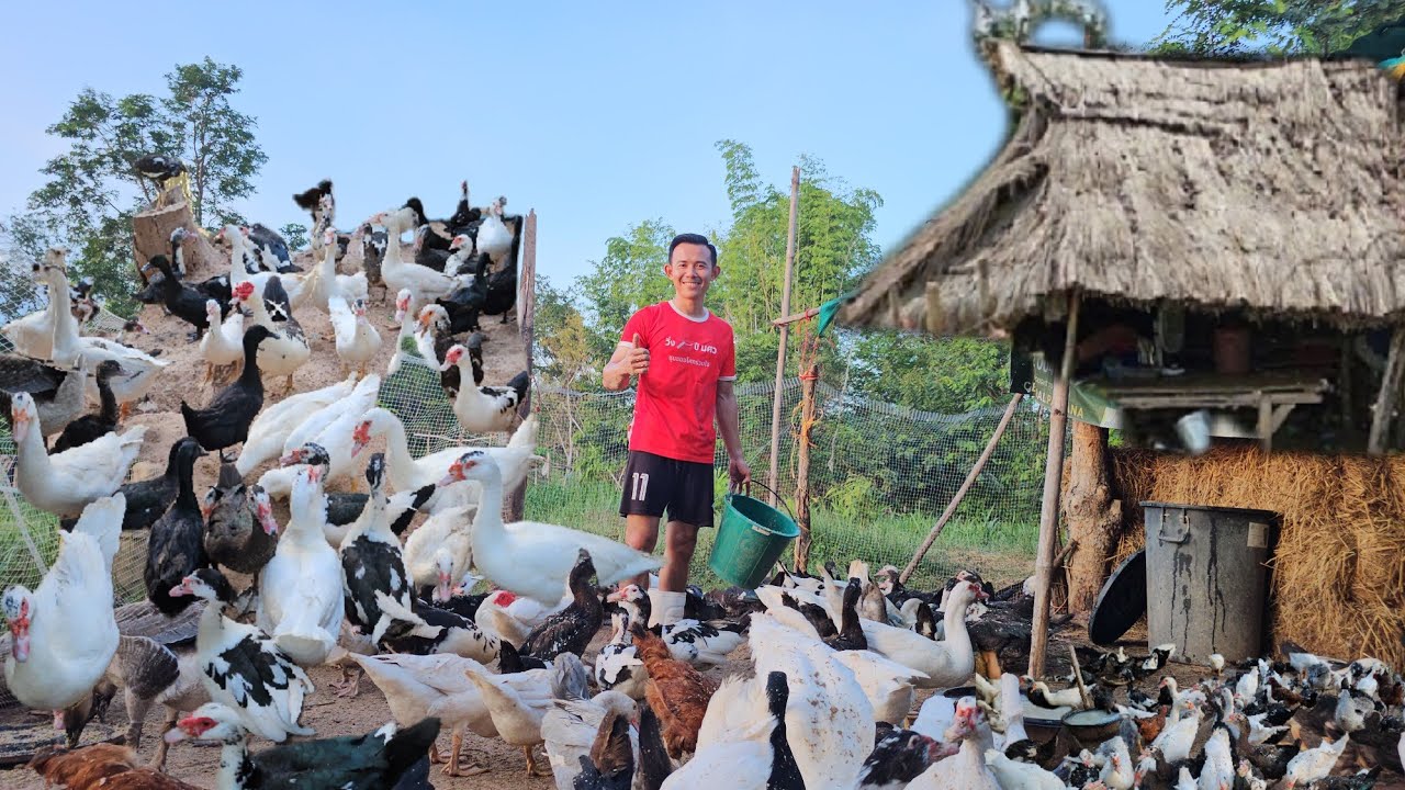 นอนนาทำสวนเลี้ยงเป็ดเลี้ยงไก่สร้างรายได้ตลอดทั้งปี!!เลี้ยงสัตว์ปีกอาชีพหลักอาชีพเสริมชีวิตง่ายๆ