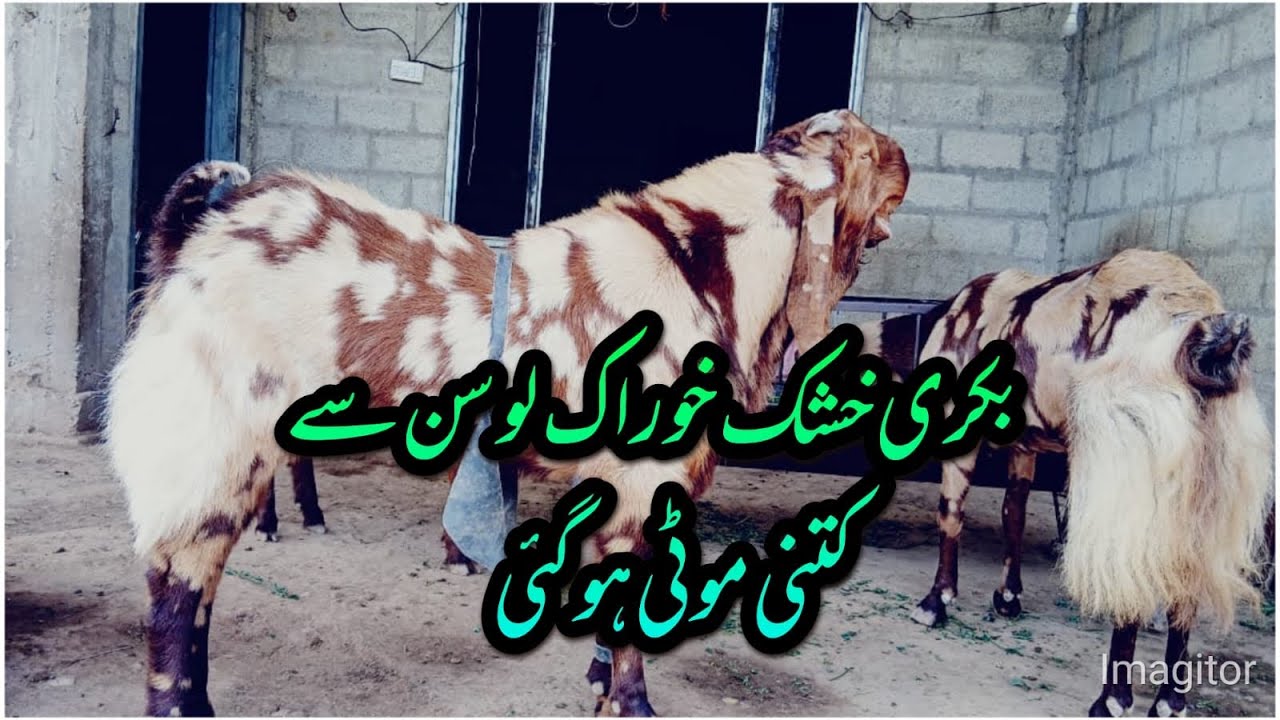 Bakria Khushak Chara  Losan Say kitni Seht Mand ho gei Al Hadi Goat Farm par  