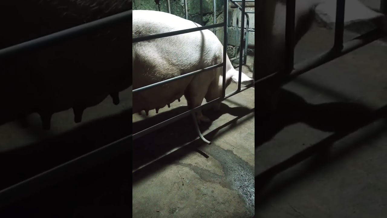 Ganito Mag Labor ang Aanak na Baboy ! #inahin #pig #petrain