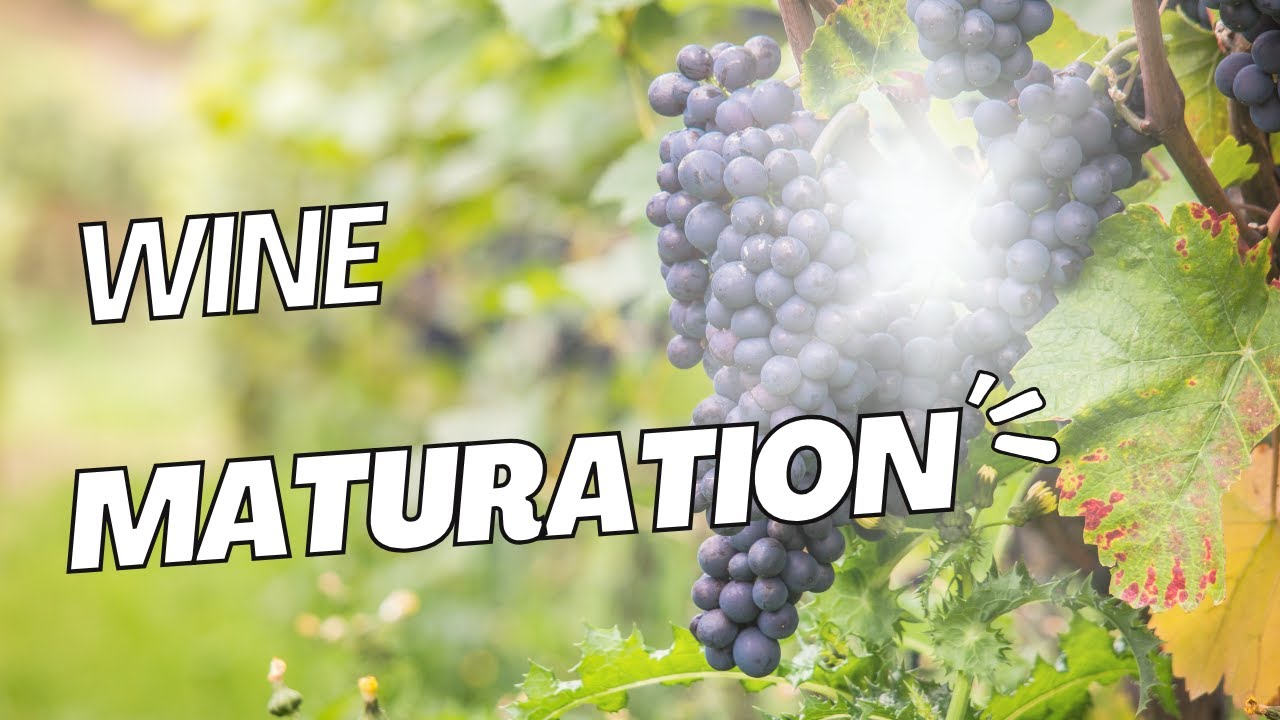 Wine Maturation Explained The Secrets to Flavor Evolution