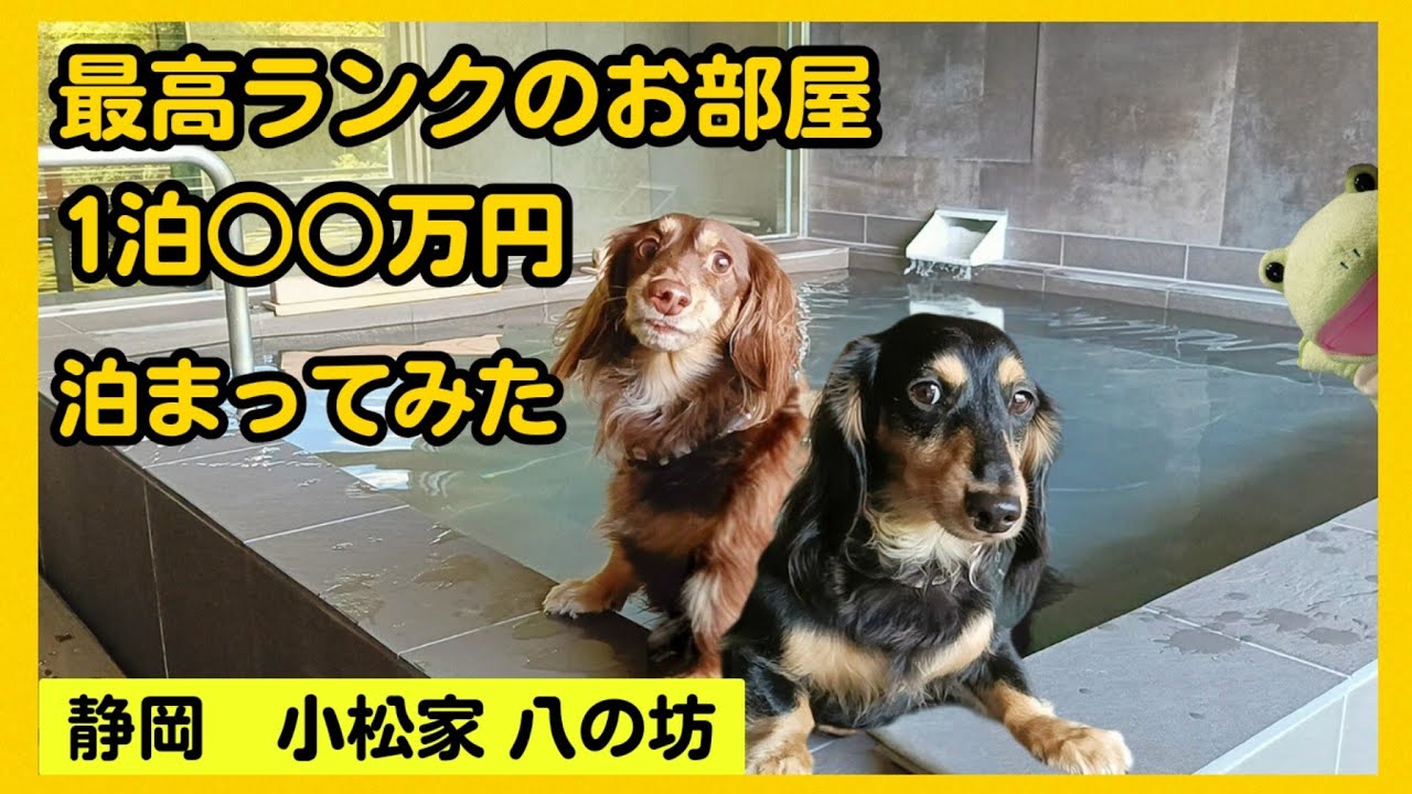 【小松家 八の坊】ペットと泊まれる宿 八の坊の最高ランクの露天風呂付き客室のお部屋を紹介します【関西弁でしゃべる犬】