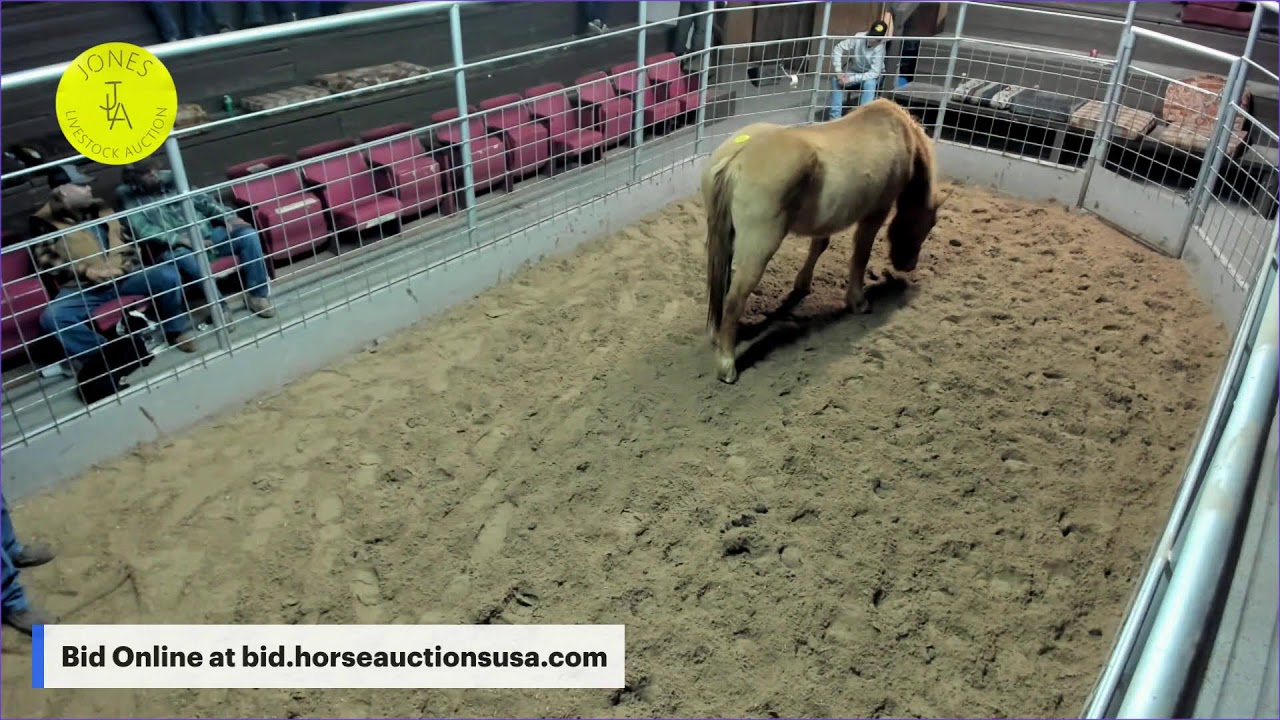 Jones Livestock Auction - Jones, Oklahoma