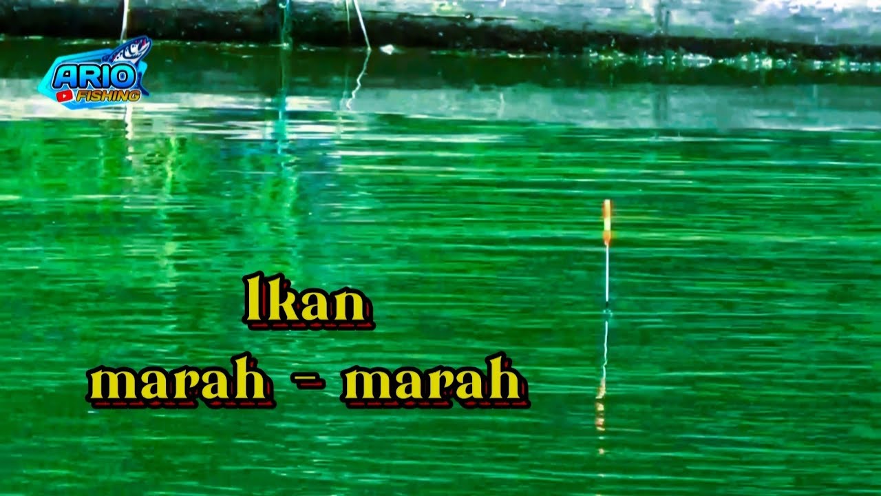 Lapak Noorgondol Bonlopo Sumberpucung‼️ Waduk Karangkates Malang Jawa Timur Indonesia
