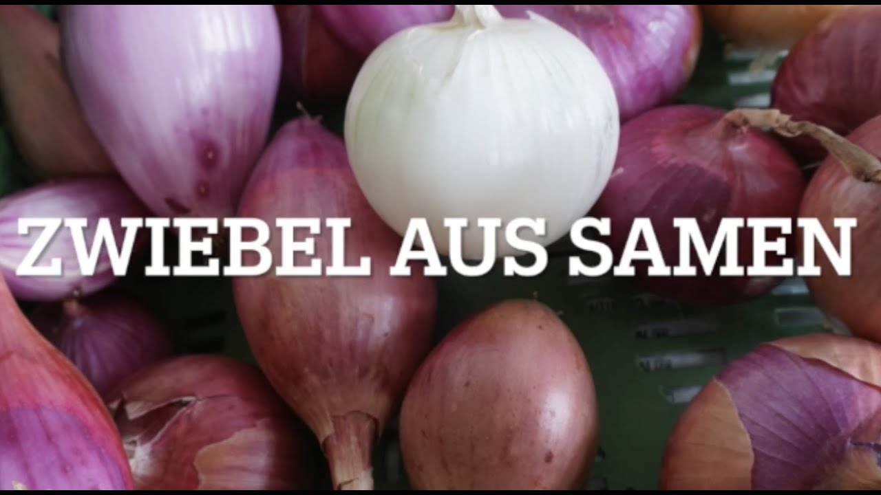 Zwiebel aus Samen