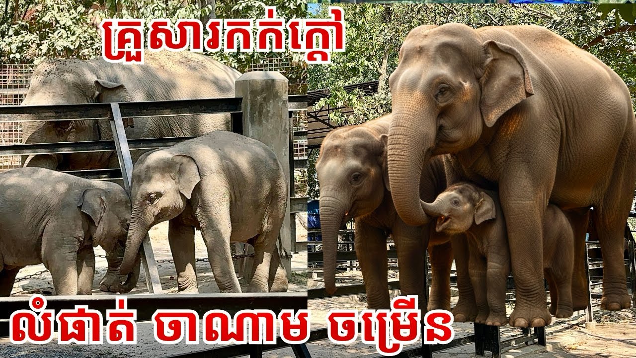 A Loving Elephant Family | Chomreun, Chanam & Lomphat at Phnom Tamao Wildlife Rescue Center