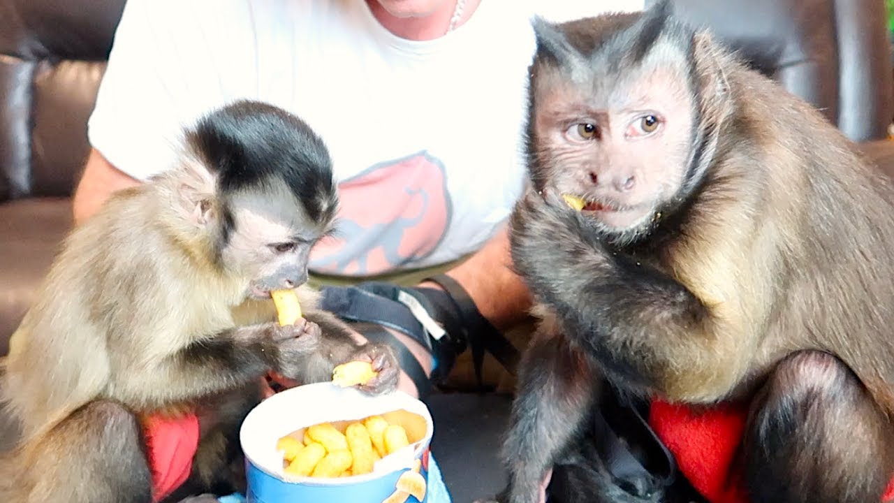 Capuchin Monkeys Try Garden Tomato Puffs!