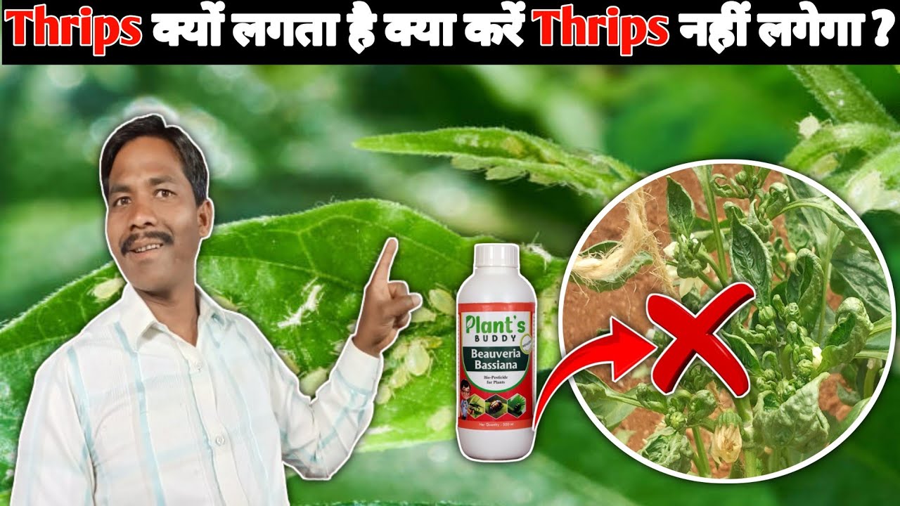 Thrips क्यों लगता है क्या करें Thrips नहीं लगेगा ? Thrips Control Karne Ka Best Insecticide !🤔