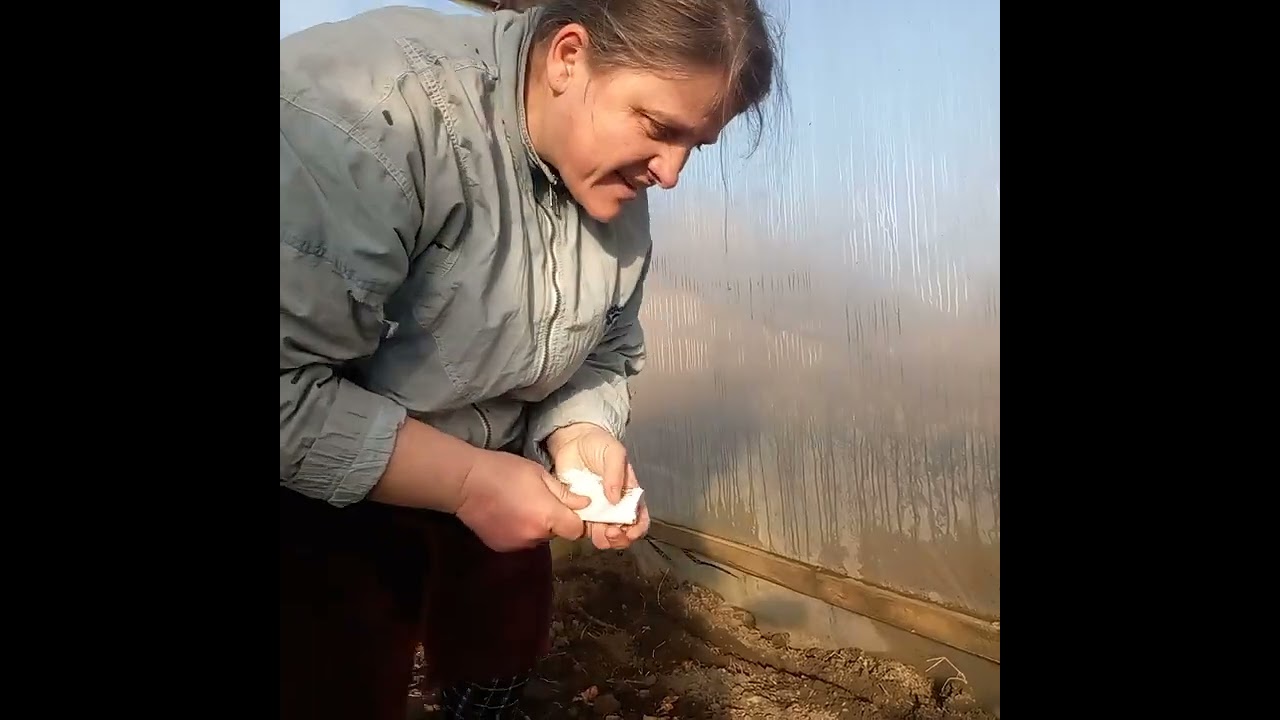 Обрізаю Хризантеми  і троянди.🌹🌸🏵 Посіяла зелені трохи .🌱🌱😉
