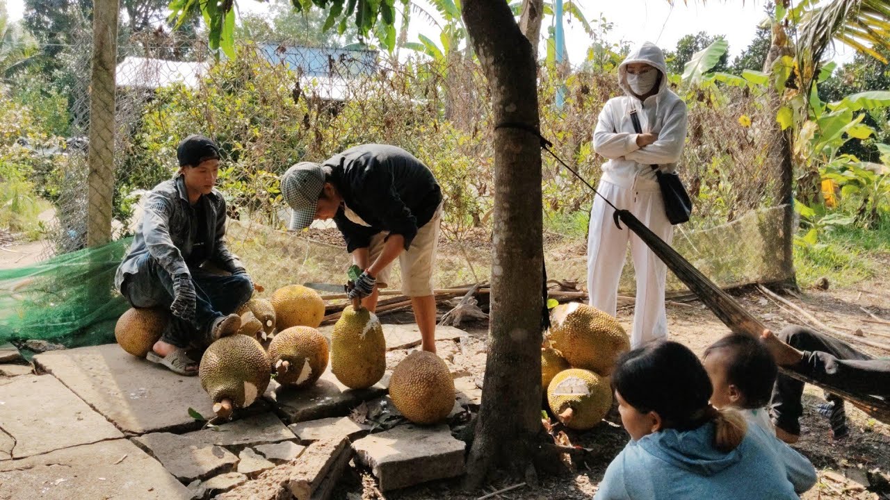 Người dân hậu Giang thu hoạch mít ruột đỏ và cái kết đắng lòng 