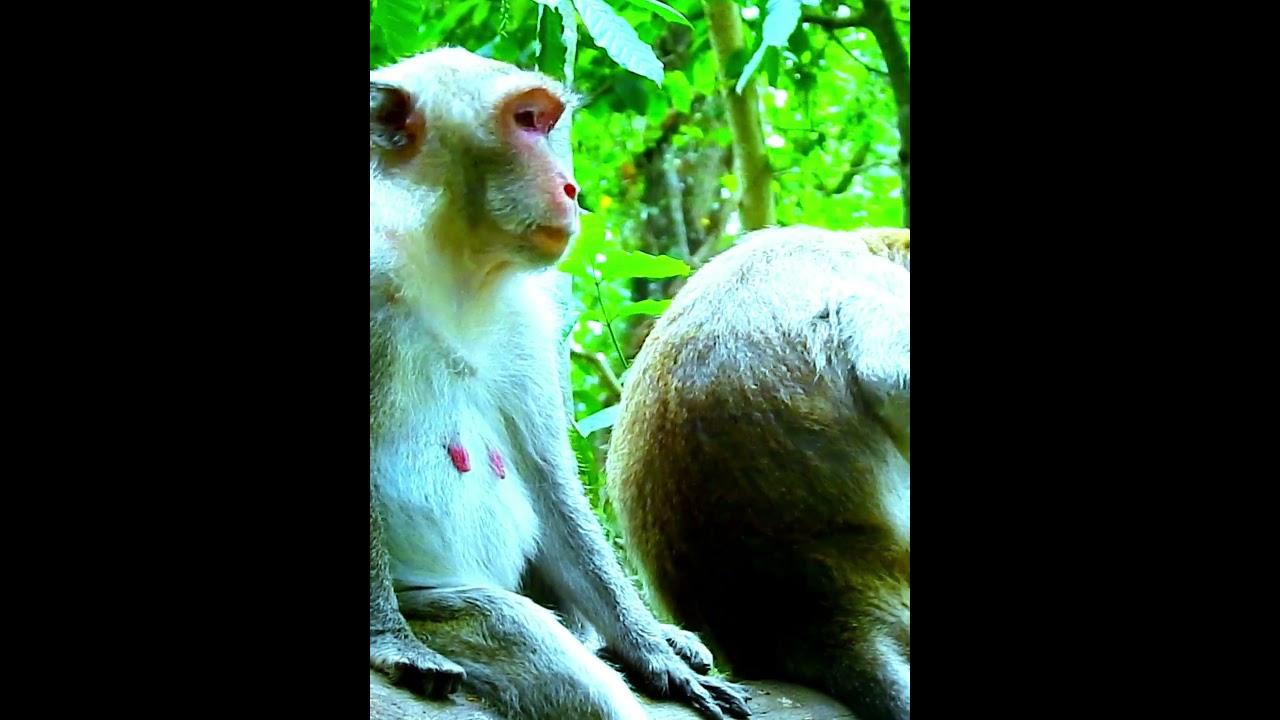 Pity Monkey's Wildlife 84