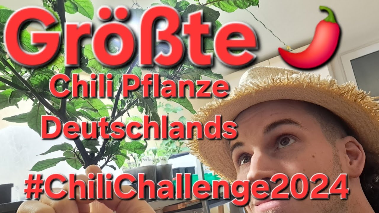Größte Chili Pflanze Deutschlands 2024 Challenge #chilichallenge2024