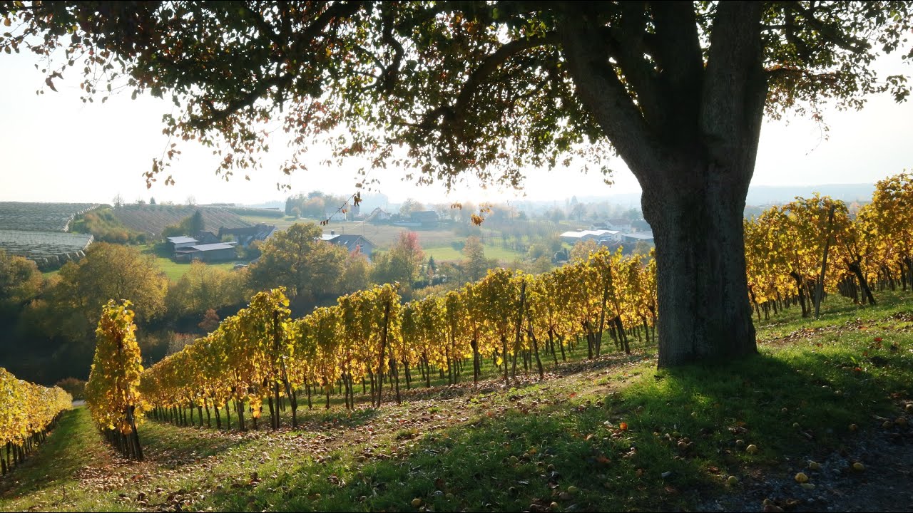 GERMANY PART 3 - Kressbronn am Bodensee (Ships, Wine & Beer) - Hike the Farmer's Path (Bauernfpad)