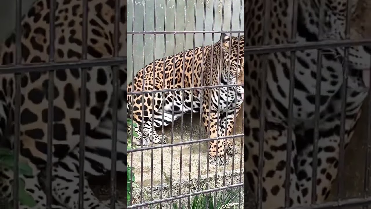 Jaguar @higashiyama zoo #jaguar #shortvideo #viralvideo