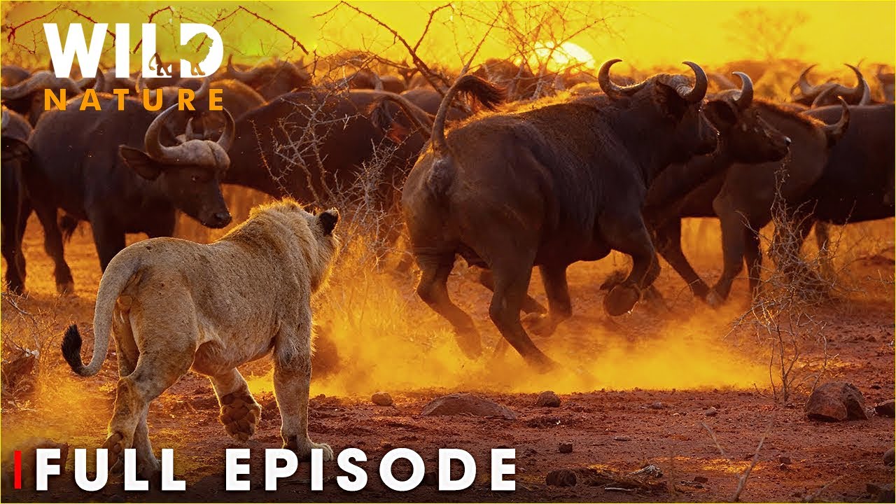 ETOSHA: The Great White Wilderness | Life Against the Dust | FULL EPISODE