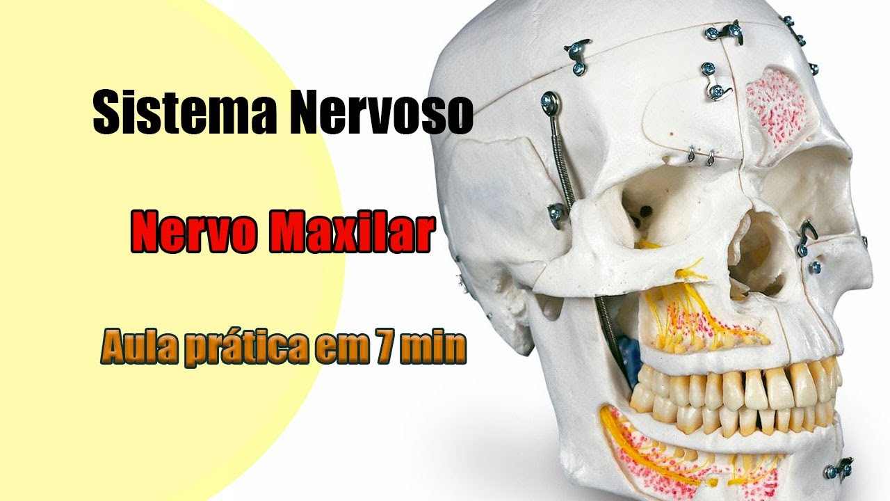Nervo Maxilar completo - Anatomia Humana - Anatomia
