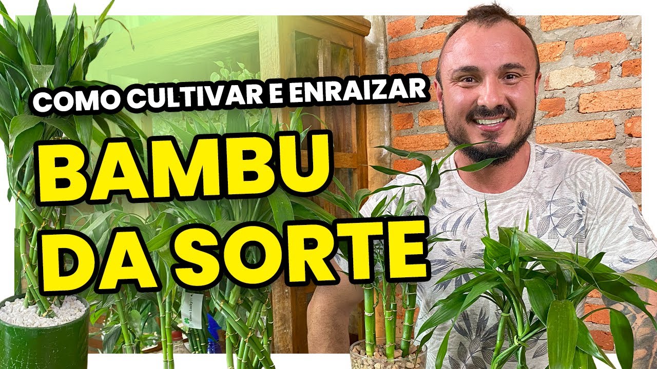 Como cultivar e fazer MUDAS DE BAMBU DA SORTE