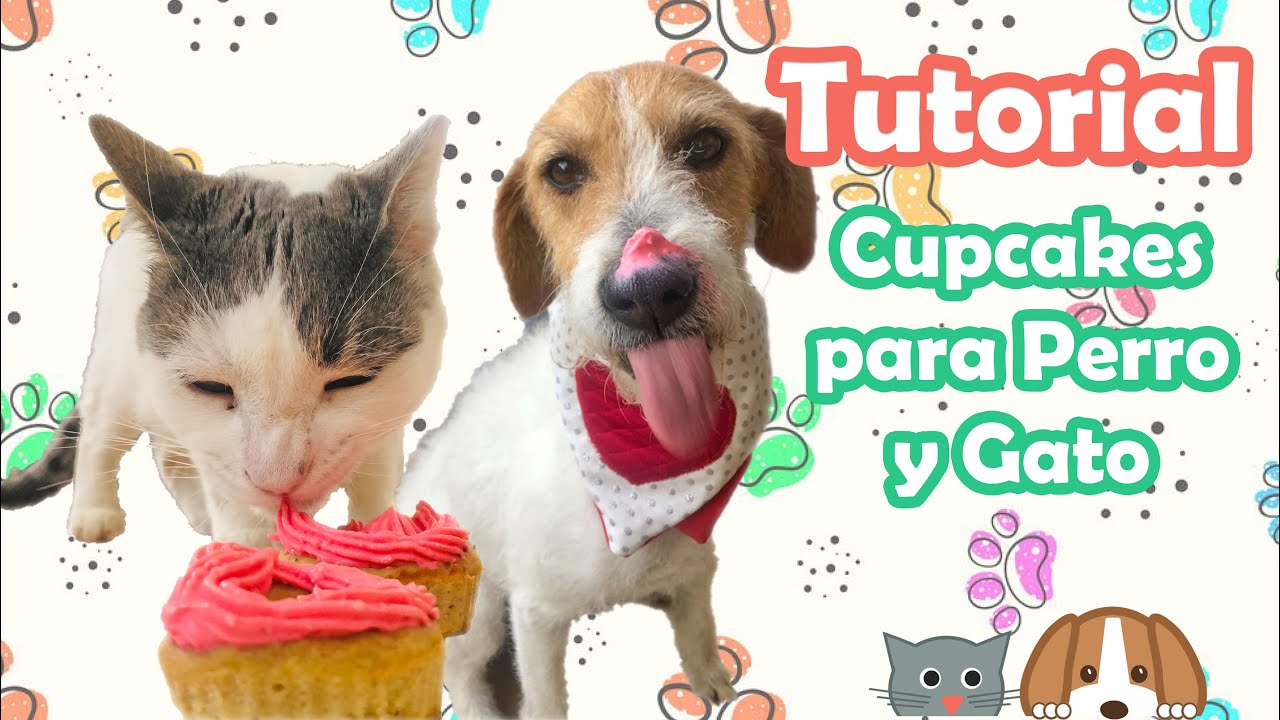 Cupcakes Fáciles para Gatos y Perros 🐶😸 Dos recetas para consentir a tu mascota favorita 🥧❤.