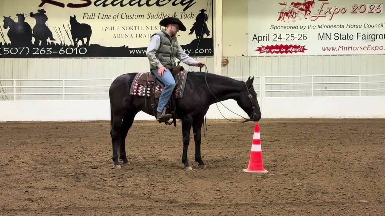 WIMPY IN THE WIND 2020 AQHA registered black gelding. 