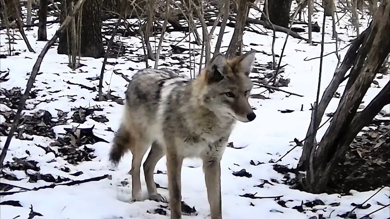 Little beaver creek exploration and trailcams 