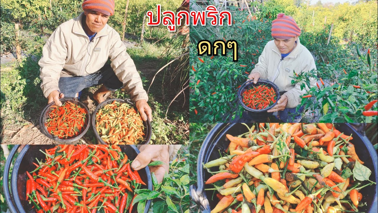 ปลูกพริกพันธุ์ดี เลือกพันธุ์ปลูก ทนต่อโรค ปลูกขาย 1งานได้เงินประมาณ2-3หมื่นบาท ลูกดกมาก