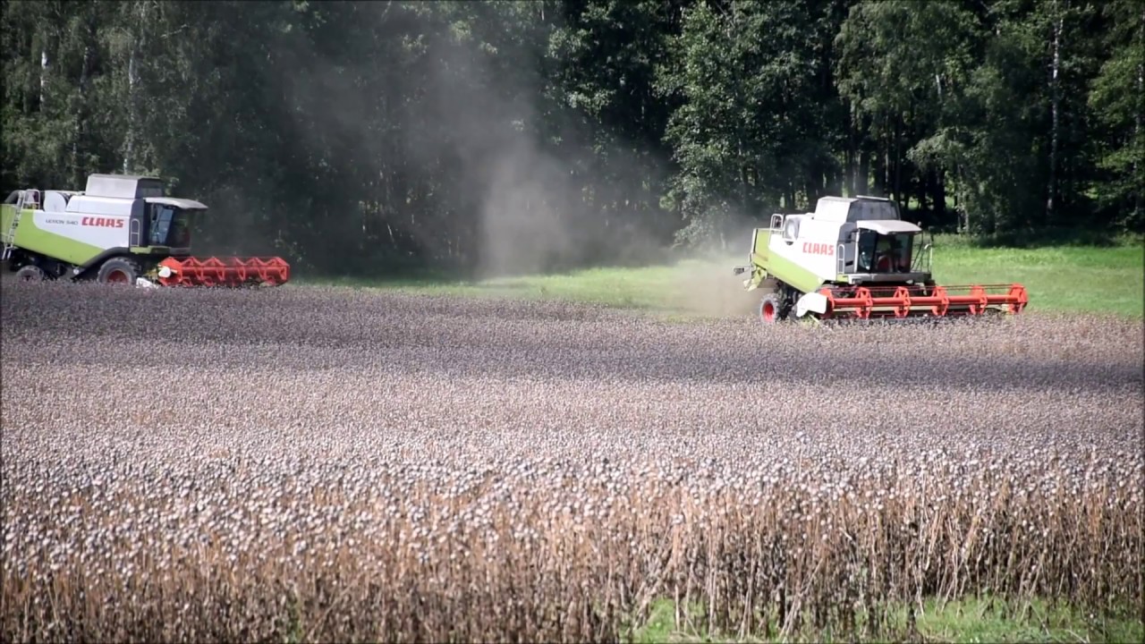 Sklizeň maku, závěr žní 2017