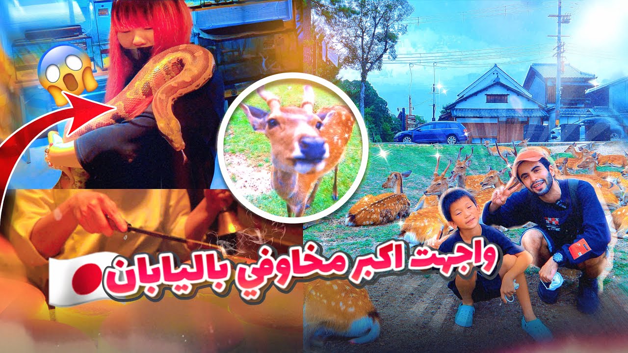 زرت مدينه الغزلان واكلت الذ تشيزكيك باليابان 🇯🇵🦌🐍🍰