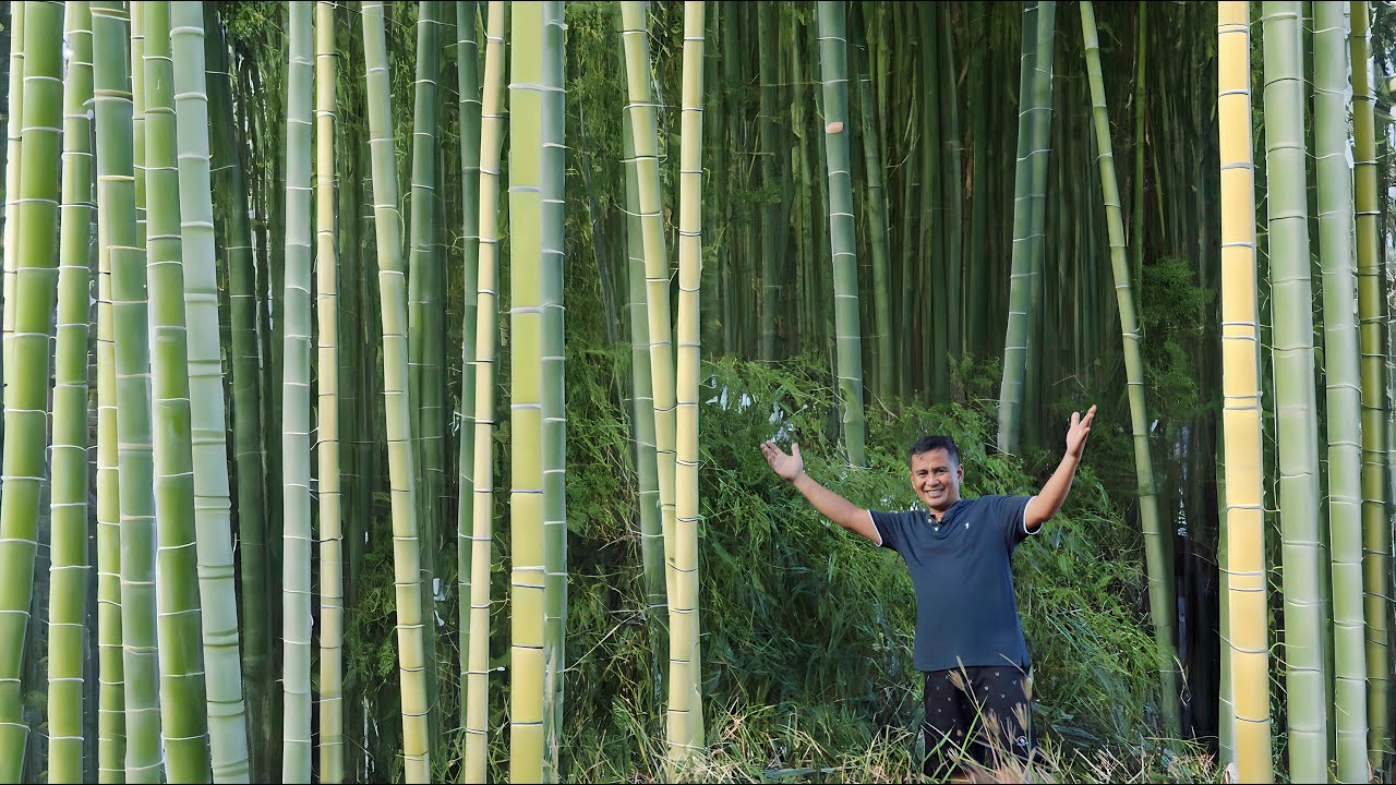 The Magical use of bamboo to Achieved My desired Projects.