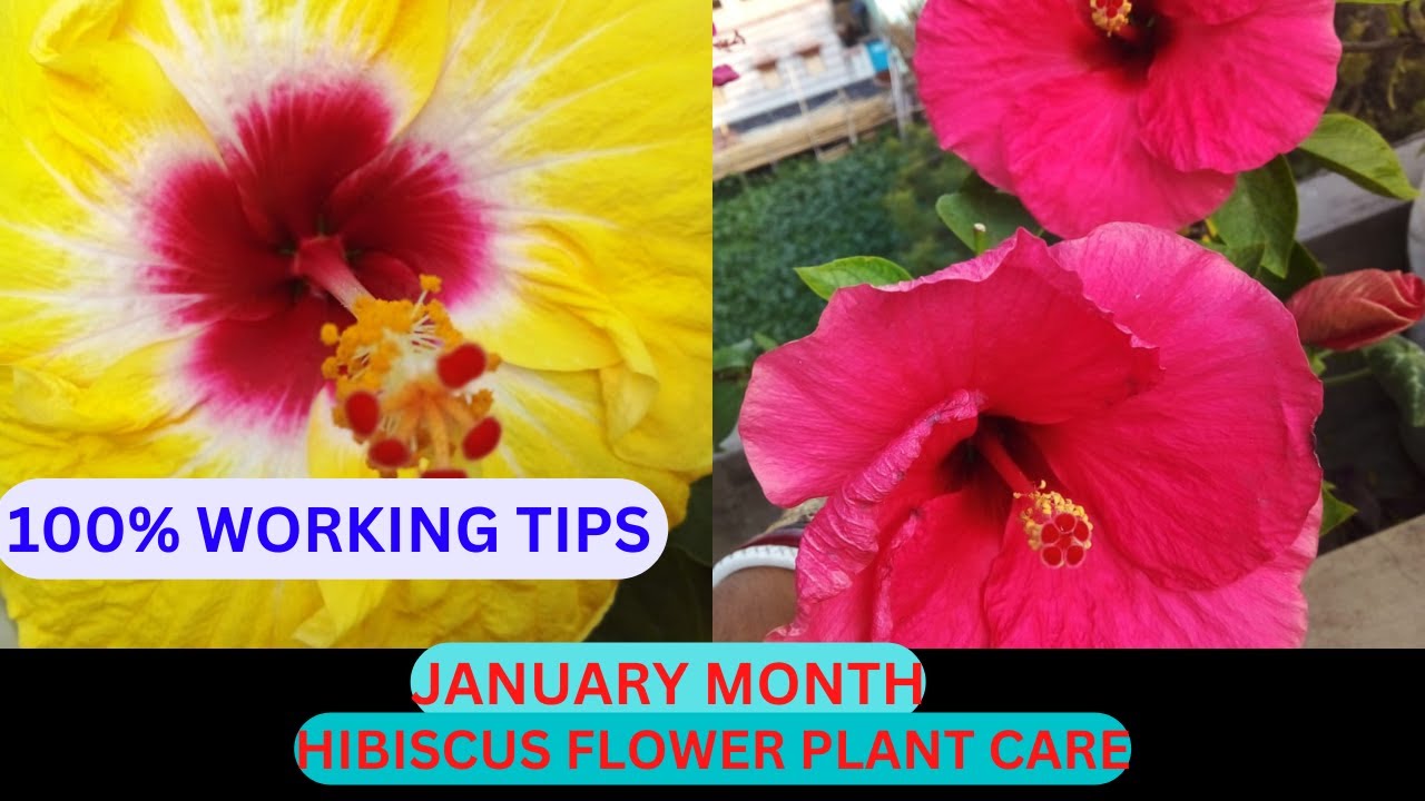 HIBISCUS PLANT CARE IN JANUARY | 💯% WORKING TRICK