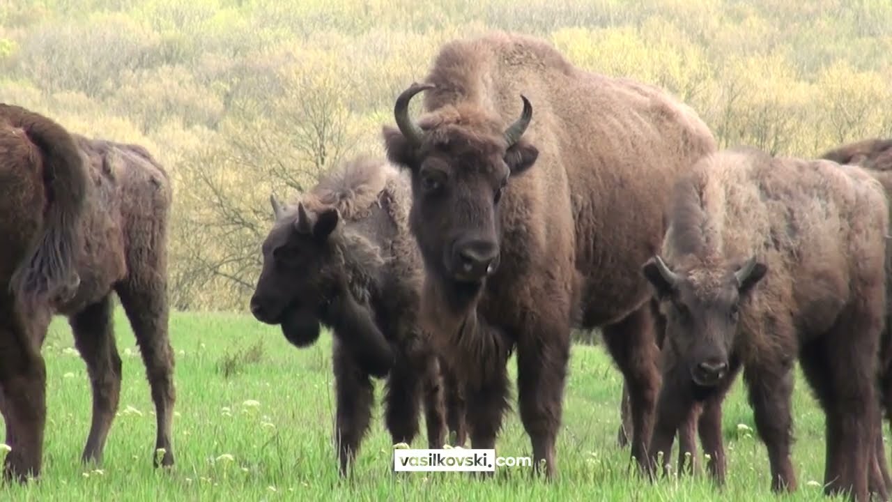 Разходка сред благородните елени и зубрите на Лудогорието