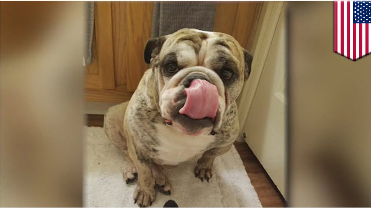 Pet death: Family’s beloved bulldog couldn’t swim, found dead in pet resort pool - TomoNews