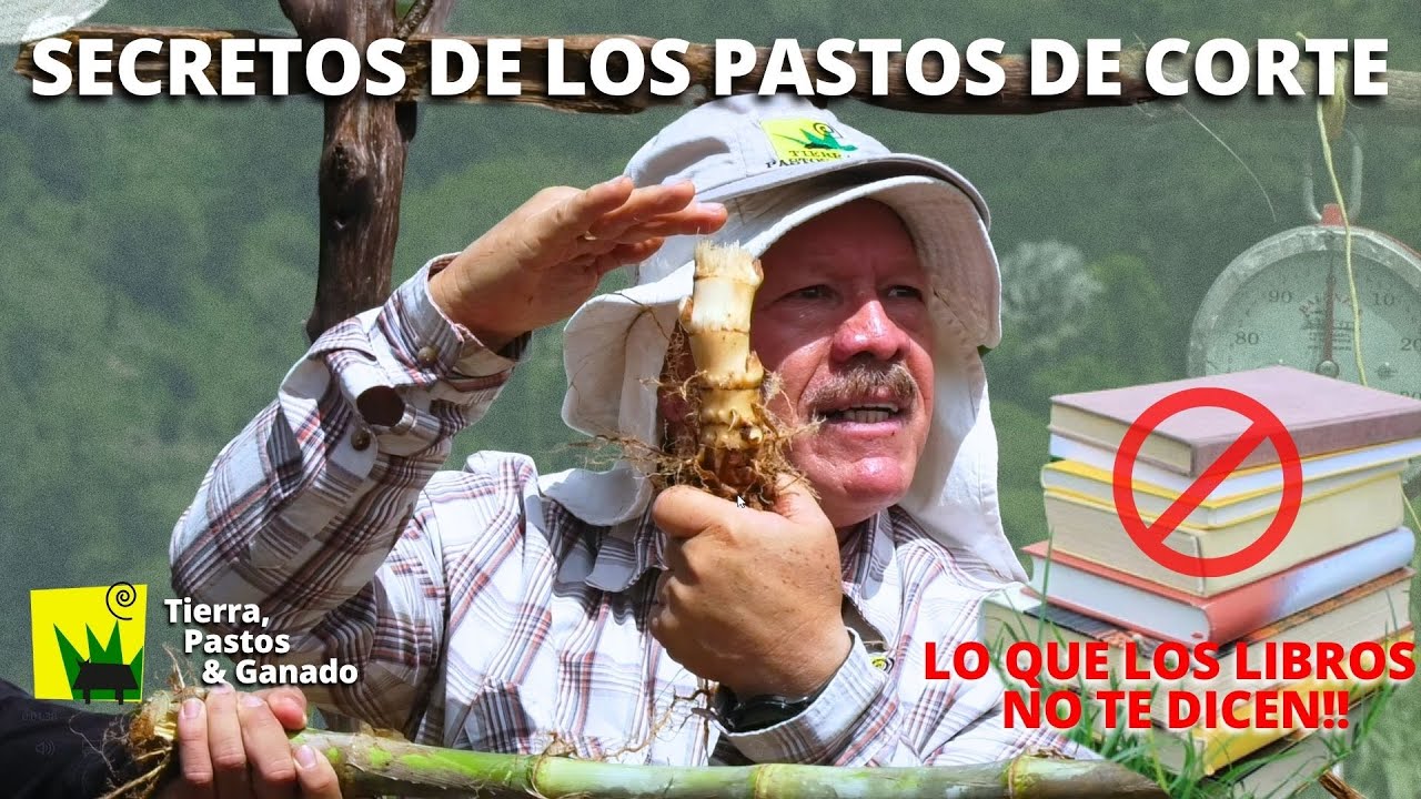 Lo que los LIBROS NO dicen Pastos de Corte