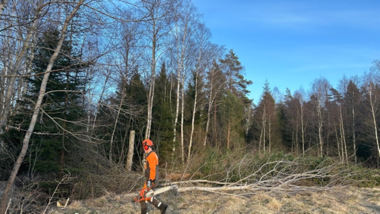 RENSA UPP INFÖR ÄPPLE TRÄ PLANTERING | CLEANING UP BEFORE PLANTING APPLE 🌳🍎🍏 #youtube #video #skogen