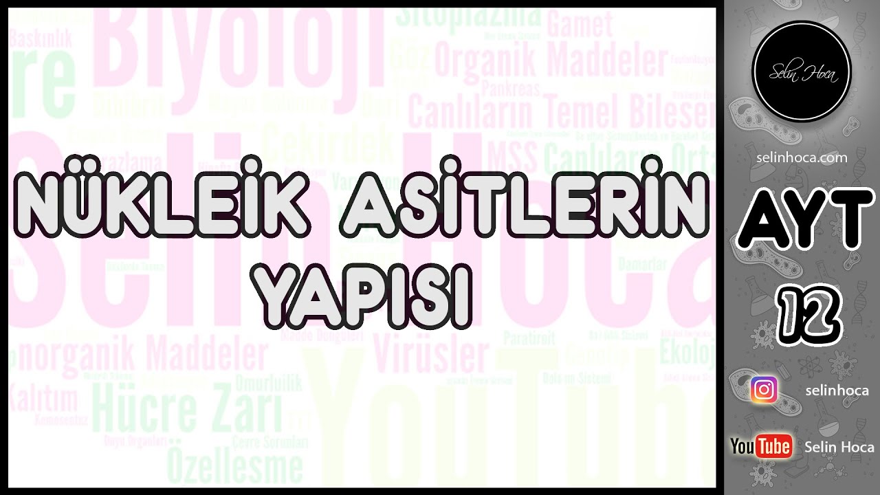 2) Nükleik Asitlerin Yapısı