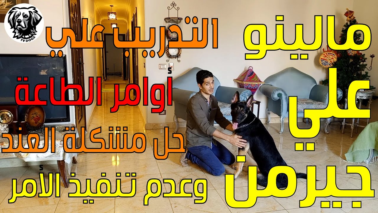 تدريب كلب مالينو علي جيرمن عنيد علي اوامر الطاعة والسيطرة علي العند الشديد مع سامر غازي