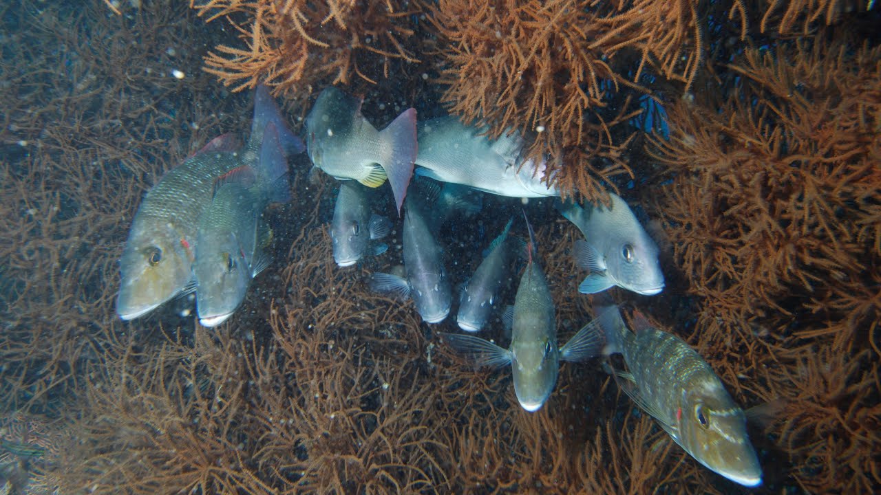 Madagascar - Nosy Bè - Diving Tsarabanjina - 2016