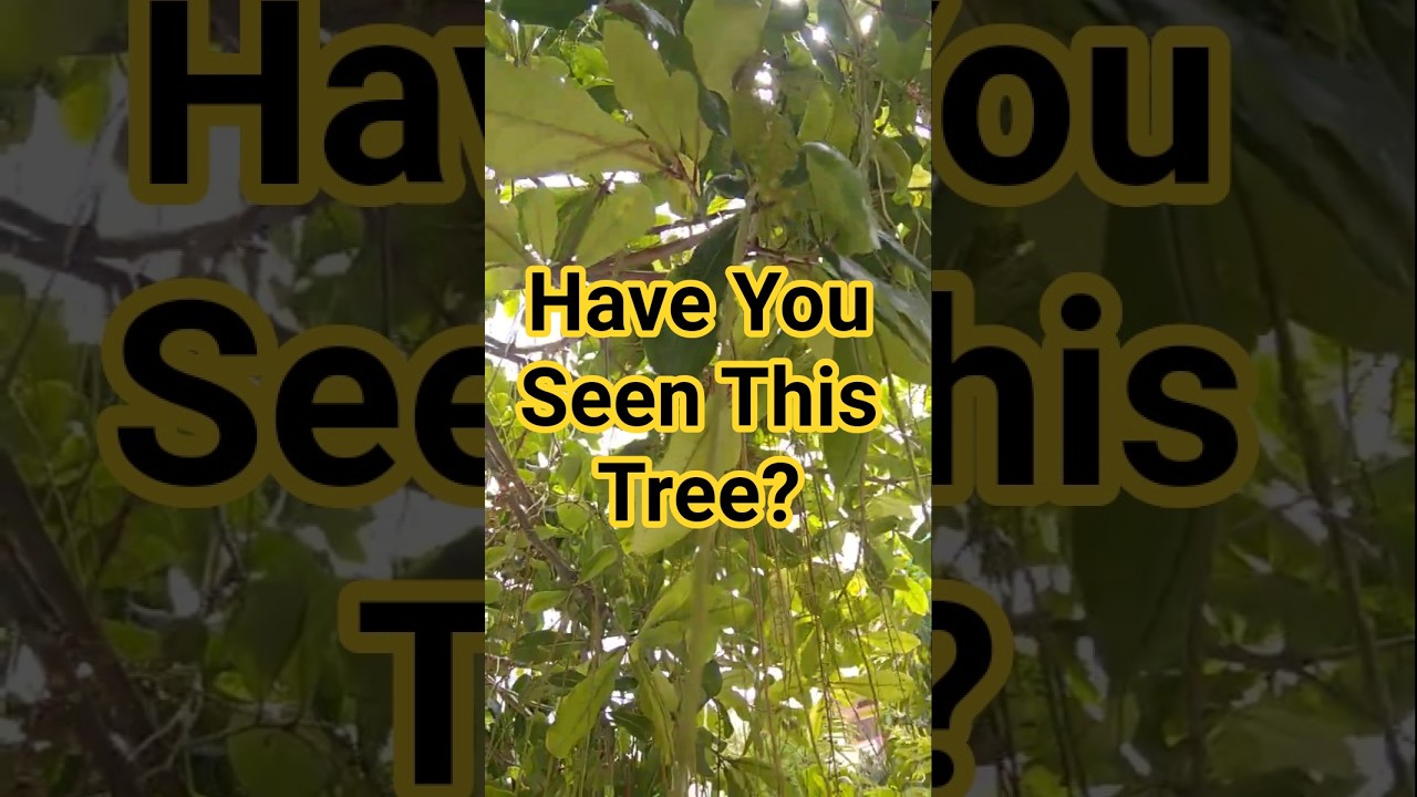 Barringtonia &ndash; The Forgotten Tree You Should Know #tropicalplants #treeidentification #naturebeauty