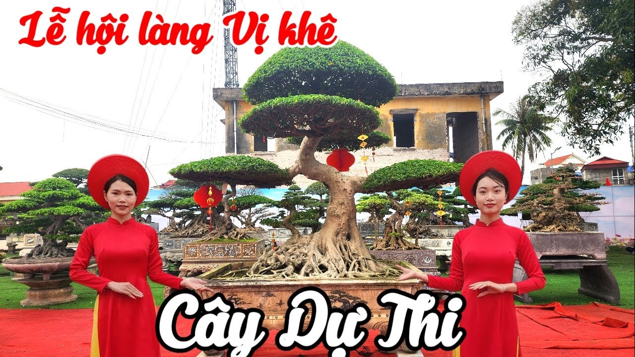 Cây Dự thi Lễ hội làng Vị khê