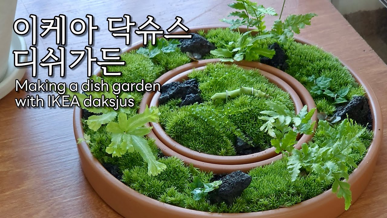 이케아 재배판 닥슈스로 디쉬가든 만들기 l Making a dish garden with IKEA daksjus